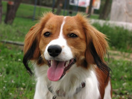 kooikerhondje